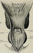 Genitourinary system of a stallion