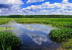 Conneaut Marsh in Union Township