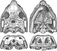 Cotylorhynchus romeri. Top : skull reconstruction in left lateral view, and medial and lateral views of mandible ; bottom : skull reconstruction in dorsal, ventral, posterior and anterior views.