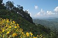 Flowers and trees on the slopes