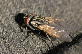 Самка комнатной мухи (Musca domestica)