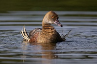 Swimming with plumes visible.