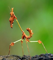 The thin-legged mantis Gongylus gongylodes