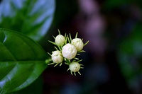 Jasmine buds