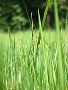 Oryza sativa, Kerala, India