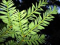 Pacific yew foliage underside