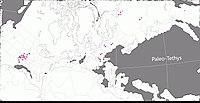 Left: paleogeographic map of Earth at the end of the Paleozoic showing the known distribution of caseid synapsids. Right: close-up of the paleogeographic location of the caseid sites. 1 and 2 Ennatosaurus tecton, Arkhangelsk Oblast, Russia, late Roadian – early Wordian ; 3 Phreatophasma aenigmaticum, Bashkortostan, Russia, early Roadian ; 4 Datheosaurus macrourus Lower Silesian Voivodeship, Poland, Gzhelian ; 5 Martensius bromackerensis, Thuringia, Germany, Sakmarian ; 6 Callibrachion gaudryi, Saône-et-Loire, France, Asselian ; 7 Euromycter rutenus and Ruthenosaurus russellorum, Aveyron, France, late Artinskian ; 8 Lalieudorhynchus gandi, Hérault, France, Wordian – early Capitanian ; 9 Alierasaurus ronchii, Nurra, Sardinia, Italy, Roadian ; 10 Eocasea martini, Greenwood County, Kansas, late Pennsylvanian ; 11 Angelosaurus romeri and Cotylorhynchus bransoni, Kingfisher County, Oklahoma, early Roadian ; 12 Cotylorhynchus bransoni, Blaine County, Oklahoma, early Roadian ; 13 Cotylorhynchus romeri, Logan County, Oklahoma, mid-late Kungurian ; 14 Cotylorhynchus romeri, Cleveland County, Oklahoma, mid-late Kungurian ; 15 Oromycter dolesorum and Arisierpeton simplex, Comanche County, Oklahoma, early Artinskian ; 16 Cotylorhynchus hancocki, Hardeman County, Texas, late Kungurian – early Roadian ; 17 Cotylorhynchus hancocki, Angelosaurus dolani, A. greeni, Caseoides sanangeloensis, and Caseopsis agilis, Knox County, Texas, late Kungurian – early Roadian ; 18 Casea broilii, Baylor County, Texas, mid-late Kungurian.