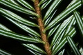 A. alba – the underside of leaves have two whitish strips formed by wax-covered stomatal bands; the bases of the needles are shaped like suction cups.