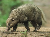 Yellow-throated marten