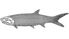 Palaeoniscum freieslebeni