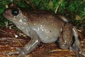 Telmatobius atahualpai