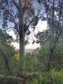 1000 Steps, Kokoda Track Memorial Walk, Dandenong Ranges National Park