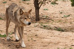 Subespecies: De izquierda a derecha y de arriba abajo: lobo común, lobo ibérico, perro, lobo del Mackenzie, dingo, lobo italiano, lobo indio, lobo tibetano y lobo ártico.