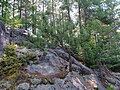 A Red Pine growing near the top of Mammoth Rock.