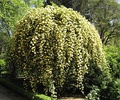 Rosa banksiae var. 'lutea' in the Rose Garden of the Royal Botanical Garden of Madrid