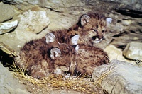 North American cougar cub in the Santa Monica Mountains