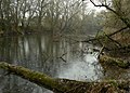 Local branch of the Uh (Uzh) river near Stretavka