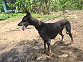 Kanni Dog in Thrissur Kerala