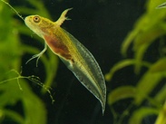 A newt larva with gills and forelimbs, but no hindlimbs developed