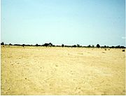 Seemingly treeless fields may contain seeds and living tree stumps and roots which have the ability to sprout new stems and regenerate trees. Even this 'bare' millet field in West Africa contains hundreds of living stumps per hectare which are buried beneath the surface like an underground forest.