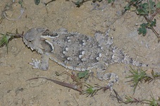 Coast horned lizard (P. coronatum) (25 April 2009)