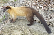 Yellow-throated marten