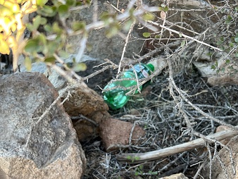 Plastic pollution affects seas, beaches, rivers and land (clockwise from top left): Olive ridley sea turtle entangled in a ghost net in the MaldivesPlastic pollution of Sharm el-Naga beach, near Safaga, EgyptPiles of plastic waste on the government-authorized "garbage island" of Thilafushi, MaldivesCanada Dry plastic bottle on hiking trail in the United States adjacent to an urban hiking trail.A tributary of the Wouri River in Douala, Cameroon, completely clogged with plastic.