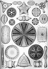 Drawings by Haeckel 1904 (click for details)