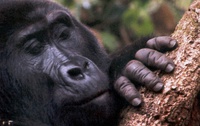 Female eating root