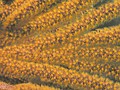 Sea fan, San Clemente Island