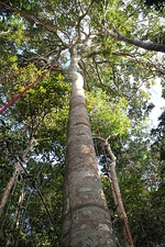 Castanheira with ropes for climbing tourists