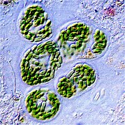 Cyanobacteria from a microbial mat. Cyanobacteria were the first organisms to release oxygen via photosynthesis