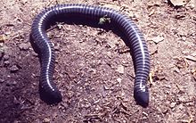 Ringed caecilian