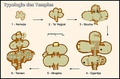 A diagram of six examples of evolving temple floor plans, evolving clockwise, labelled Typologie des temples ("temple typology"). The floor plans evolve from small, simple rooms to much larger and more elaborate constructions.