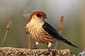 Greater striped swallow