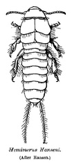  Segments and tagmata of an arthropod[36]