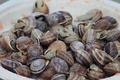 Las vaquetas son el tipo de caracol más frecuentemente utilizado