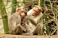 Bonnet macaque