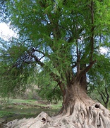 Tule (ahuehuete, sabino)