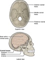 Superior view and lateral view.