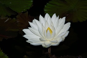 Flor de loto blanco egipcio.