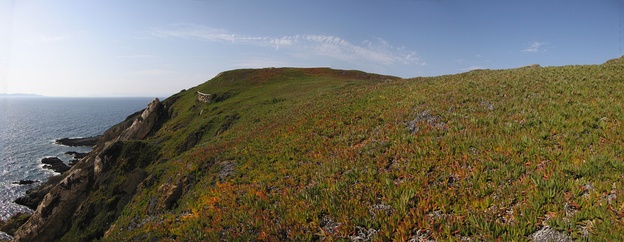  Example of an area completely covered with ice plant on a French Mediterranean island, Bagaud island, in the Port-Cros National Park