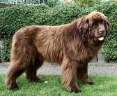 A brown Newfoundland