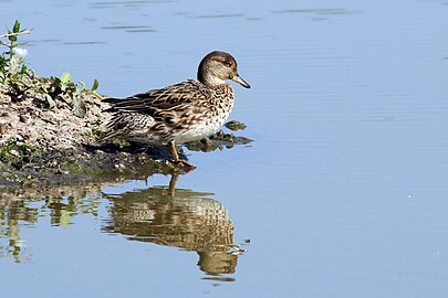 Female, WWT Slimbridge in Gloucestershire, England