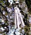 Psyche crassiorella