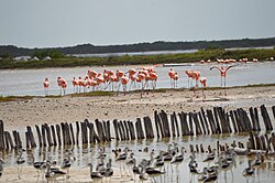 Waders and mangrove at the San Crisanto Ejido