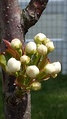 A mature fruiting spur on a Nashi pear tree, Pyrus pyrifolia