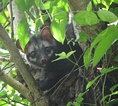 Small Indian civet