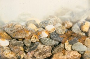 When the alevin or sac fry have depleted their yolk sac or "lunch box", they emerge from the gravel habitat of their redd (nest) to look for food as fry.