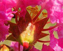 Crepe myrtle flowers - the petals emerge from the calyx tube.